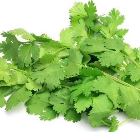 Coriander Essential Oil Egypt